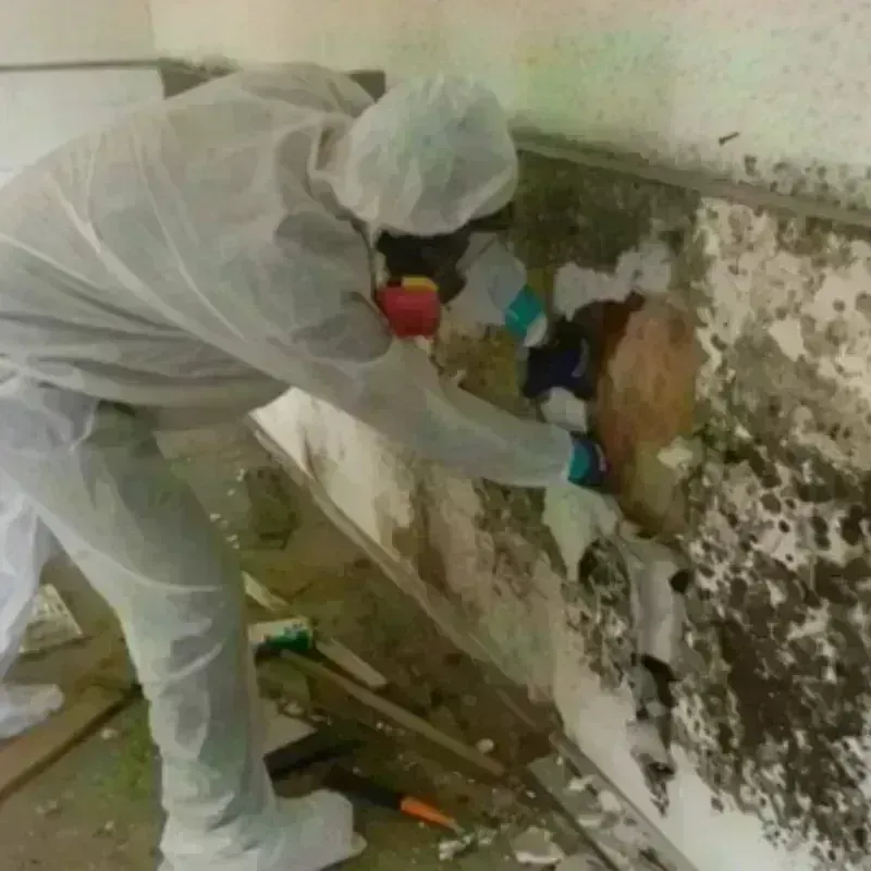 Mold Remediation and Removal in Daleville, VA